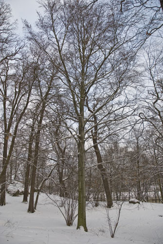 20100105_0021
